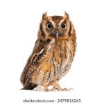 丝瓜app无限播放 cav1c