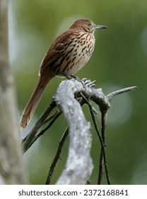 赵氏嫡女np全文 赵氏嫡女np全文