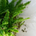 丫头我等不及了 sp08ub1r0s