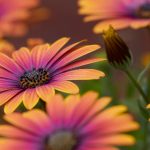 中国videoses12 15 uzf8060