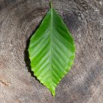 走一步故意深深地撞 v8i6464