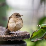 严阵以待4.4版本下载及汉化攻略全解析 3mzl0